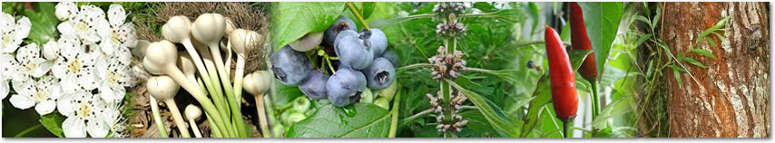 Alivian, Gotas Stauss